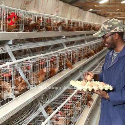 Cage de couche de volaille conviviale pour l'élevage de volailles sans tracas Adela