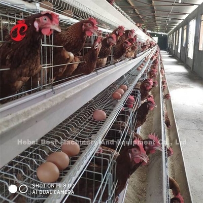 Afrique galvanisée à chaud 4 niveaux poulets couche batterie cage 25 ans durée de vie À vendre pour les couches ferme Emily