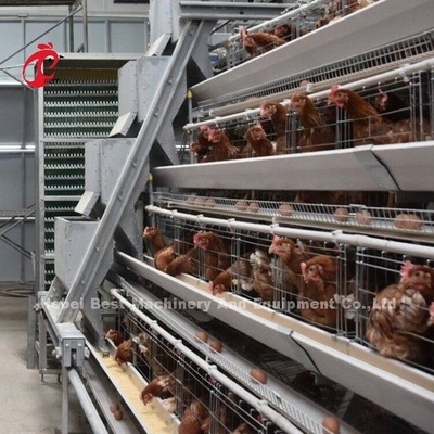 Système de alimentation 1.5KW 380V Doris de volaille de cage semi automatique de couche