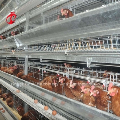 Système de alimentation 1.5KW 380V Doris de volaille de cage semi automatique de couche