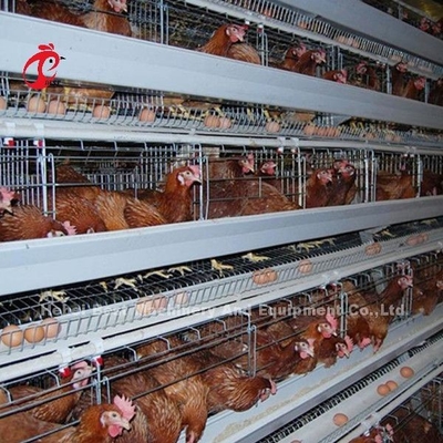 Type cage Afrique Doris du système H de cage de batterie de volaille de cadre de cornière de poulet de couche