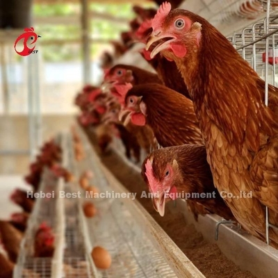 La plupart de prix populaire de cage de batterie dans l'aviculture du Nigéria Adela galvanisée à chaud