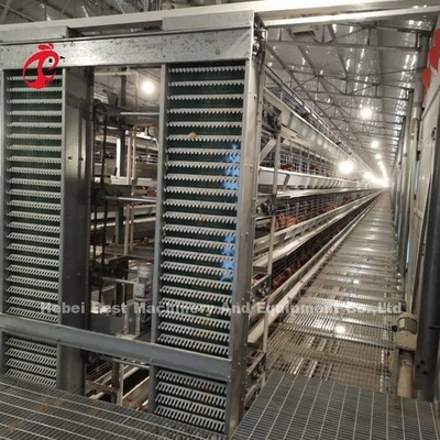 Système automatique de collecte d' œufs pour 30 000 poulets