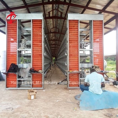 Système automatique de collecte d' œufs pour 30 000 poulets
