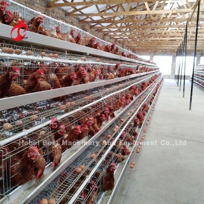 Cage à batterie à couche professionnelle installée au Nigeria Cage à poulet automatique Doris
