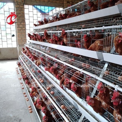 Un type poulet d'oiseaux de la cage de batterie de volaille 120 étendant la cage Afrique Doris d'oeufs