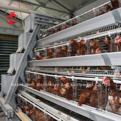 Cage manuelle de volaille de volaille de couche d'oiseaux semi automatiques de la cage 15000 dans l'iris du Nigéria