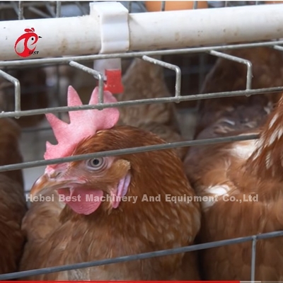 La Chine a importé la cage de batterie enduite de poulet ISO9001, porte Sandy du système 4 de cage de poulet de couche