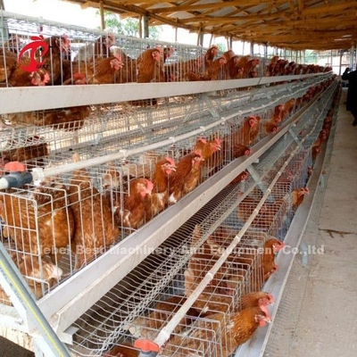 Cage automatique de couche de batterie, cage Nigéria Lagos Sandy d'aviculture