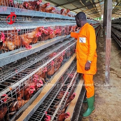 La meilleure qualité un type oiseaux Emily de la cage 240 de poulet d'oeufs de couche de batterie de cage de couche