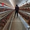 Cage à batterie de poulet de 110 kg de 450 cm2