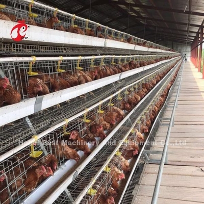 CE commercial Adela de système de cage de batterie de poulet de couche de cage complètement automatique de poulet
