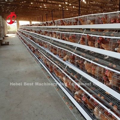 Le plus populaire type A poulet couche batterie cage à vendre en Ouganda 20000 oiseaux étoile