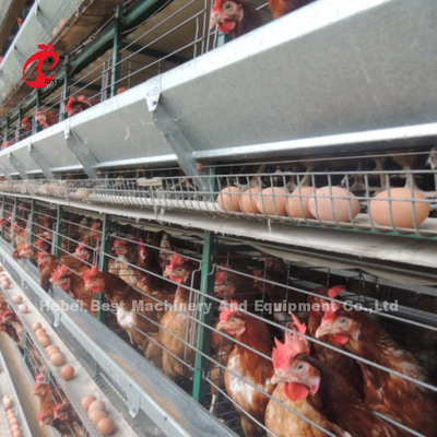 Cage automatique à couche de volaille de type H et A 15000 Oiseaux populaires en Afrique Rose