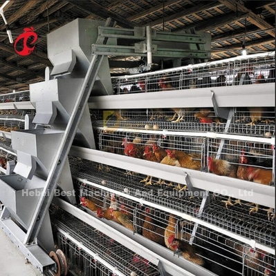 Un type système automatique de cage d'aviculture pour des couches se tiennent le premier rôle