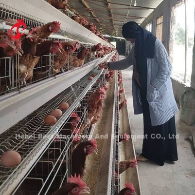 Le prix de cage de batterie de couches au Nigéria 12 oiseaux du poulet 128 de semaines se tiennent le premier rôle