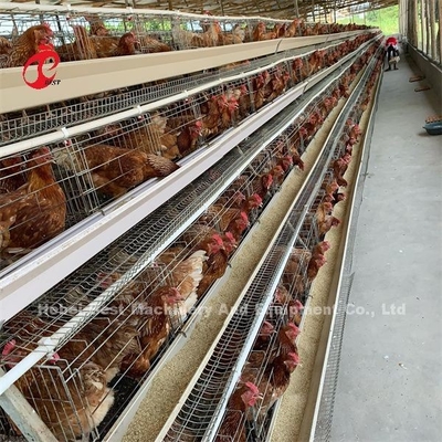 Système de cage à batterie automatique bon marché galvanisé à chaud 25 Durée de vie 450 cm2 Au Nigeria Emily