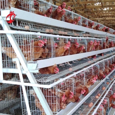 Vente chaude Rose de couche de batterie de cage de système de couche de poulet de rangées commerciales automatiques de la cage 3