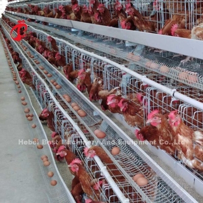 Fil en métal de 4 haut de dureté de rangées de couche de poulet cages de batterie avec le réservoir d'eau Rose