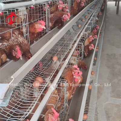 Poules de forte stabilité de couche de système de cage de batterie de volaille en Afrique ISO9001 Emily