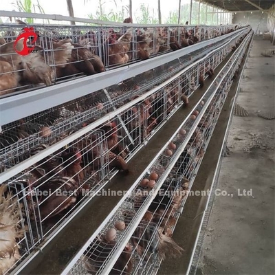 Prix de cage de batterie de couche d'efficacité au Nigéria Emily