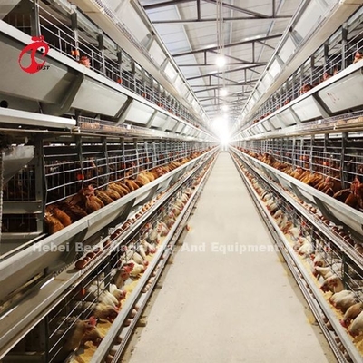 système de cage d'aviculture de 2.2m, cage de batterie de 9 rangées pour des couches Rose