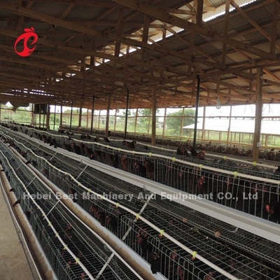 Un type 3 rangées posent l'étoile des oiseaux 450cm2 des cages de batterie de poulet 120