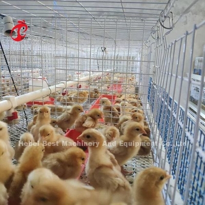 Fil d'acier de couveuse de poussins de bébé de système de cage d'aviculture Q235 Emily