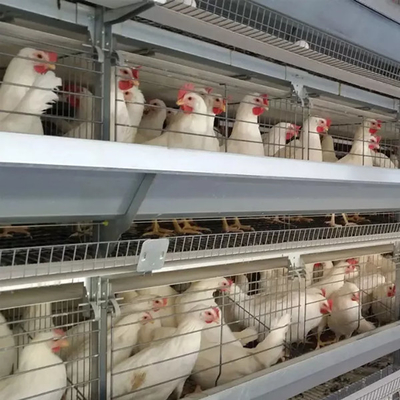 Équipement d'élevage de volailles Système de cage de poulet à batterie de type H pour poulets de chair Mia