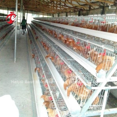 10000 couches de poulet de batterie de couche mettent en cage l'espace de sauvegarde semi automatique Adela