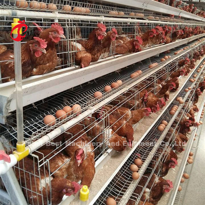 Système de cage à batterie à 4 niveaux pour les volailles de la ferme Ada