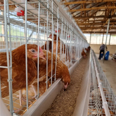 Le système semi automatique de cage d'aviculture, couche d'oeufs de 380V 1.5KW met en cage l'ADA