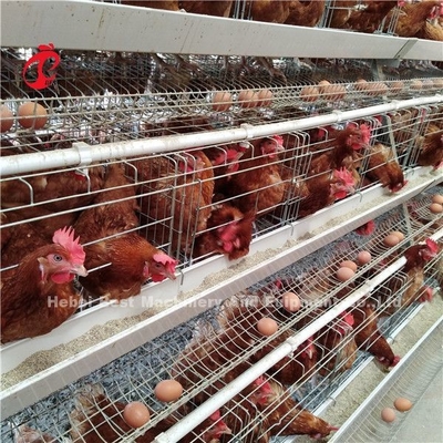 Sauvez le système de cage d'aviculture de secteur, ADA commercial de 3 de rangées cages de poulet