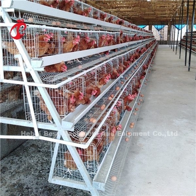 Sauvez le système de cage d'aviculture de secteur, ADA commercial de 3 de rangées cages de poulet