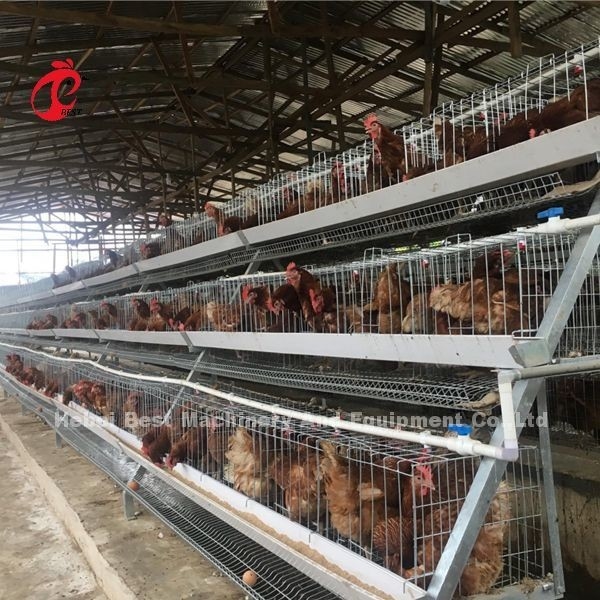 A ou type de H système de cage de batterie de couche pour l'iris de ferme avicole de 1000 à 20000 oiseaux