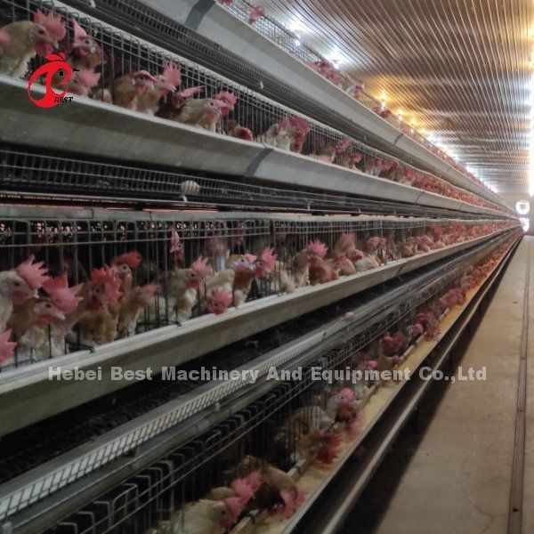 96 poules automatiques d'oeufs de grilleur de système de cage de batterie de volaille d'oiseaux un type Rose