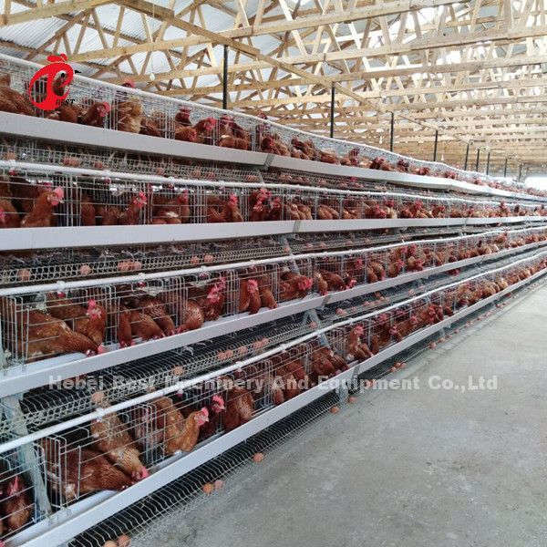 A galvanisé un type 120 système Doris multicouche de cage de batterie de couche de poulet