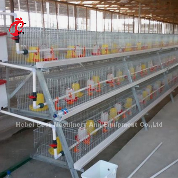 Cage de batterie de poussins d'un jour pour des poulets à rôtir 3 ou 4 iris galvanisé par rangée