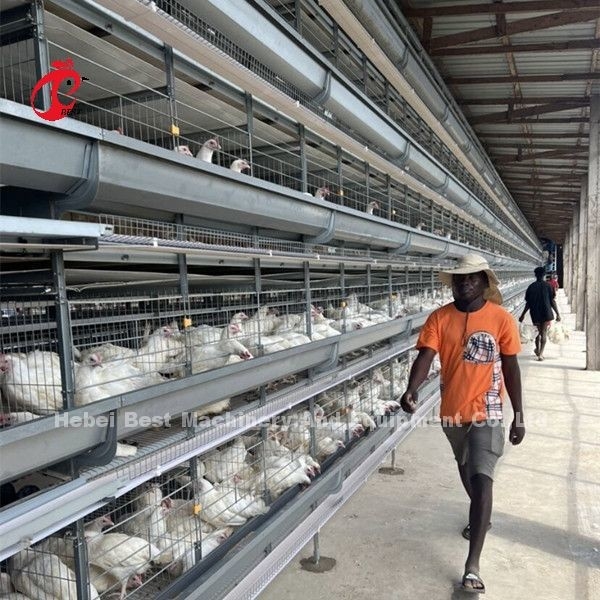 Équipement automatique de cage de poulet galvanisé à chaud pour élevage de poulets