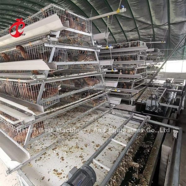 Type automatique de grattoir et de ceinture d'engrais conçu pour la ferme de poulet Sandy