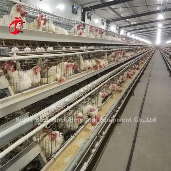 Type moderne équipement automatique de H de cage de poulet de volaille 20 ans d'ADA de durée de vie