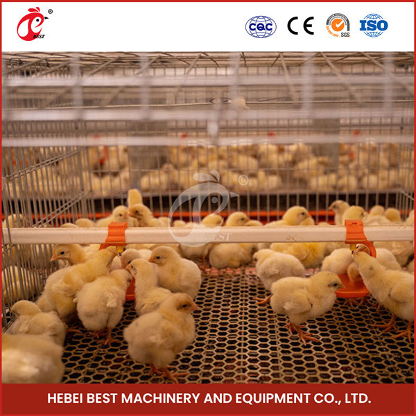 ADA de poulet de couche de Chick Brooder Cage For Day de poulette automatique de ferme avicole vieil