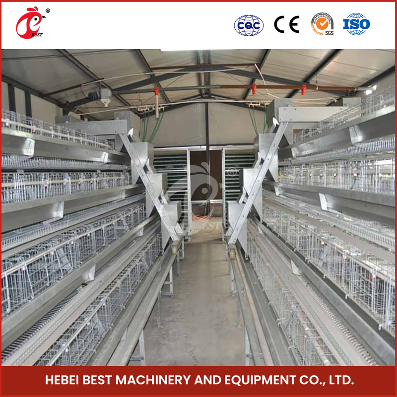160 poulets automatiques galvanisés à chaud un type cage Adela de couche
