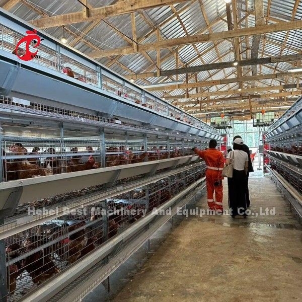 3/4/5/6/7/8 Système de cage à couche de volaille avec alimentateur automatique Adela