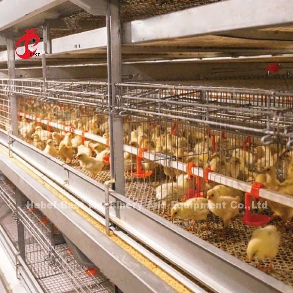 Système de cage d'élevage en couche avec système de boisson automatique Adela