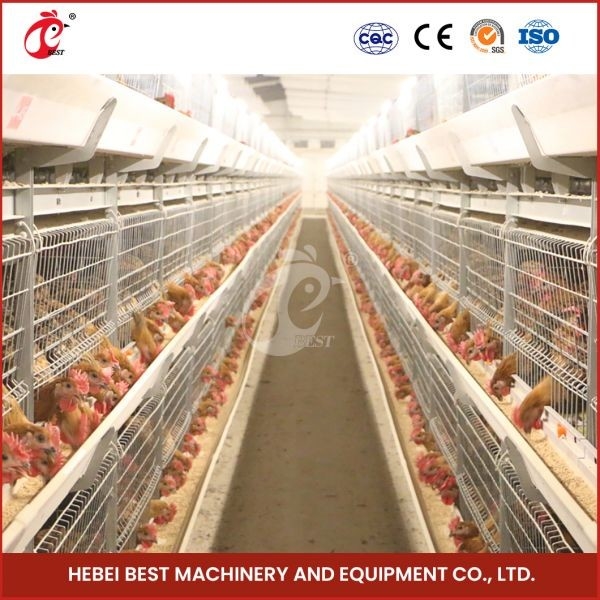 Cage de transport de poulets de chair galvanisée à chaud Couleur argentée Durable fiable Mia