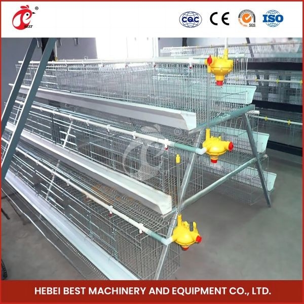 Cage de reproduction de poulets d'élevage de type H Système d'alimentation automatique complet Rose