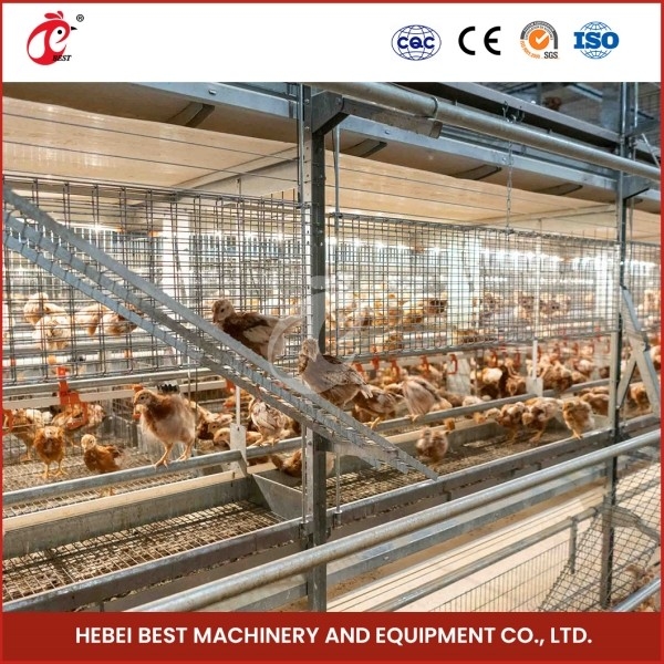 Cage de poulet à poulets de type A automatisée Cage de poulet pour élevage commercial Emily Wang