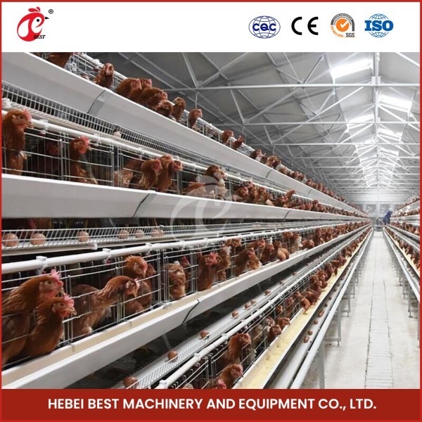 Cage Mesh H type poulet de poulet avec ventilation pour les oiseaux sains