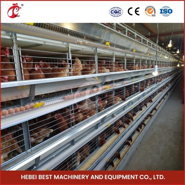 Système de cage à batterie de ventilation à couche et cage à poulet avec bande transporteuse Ada